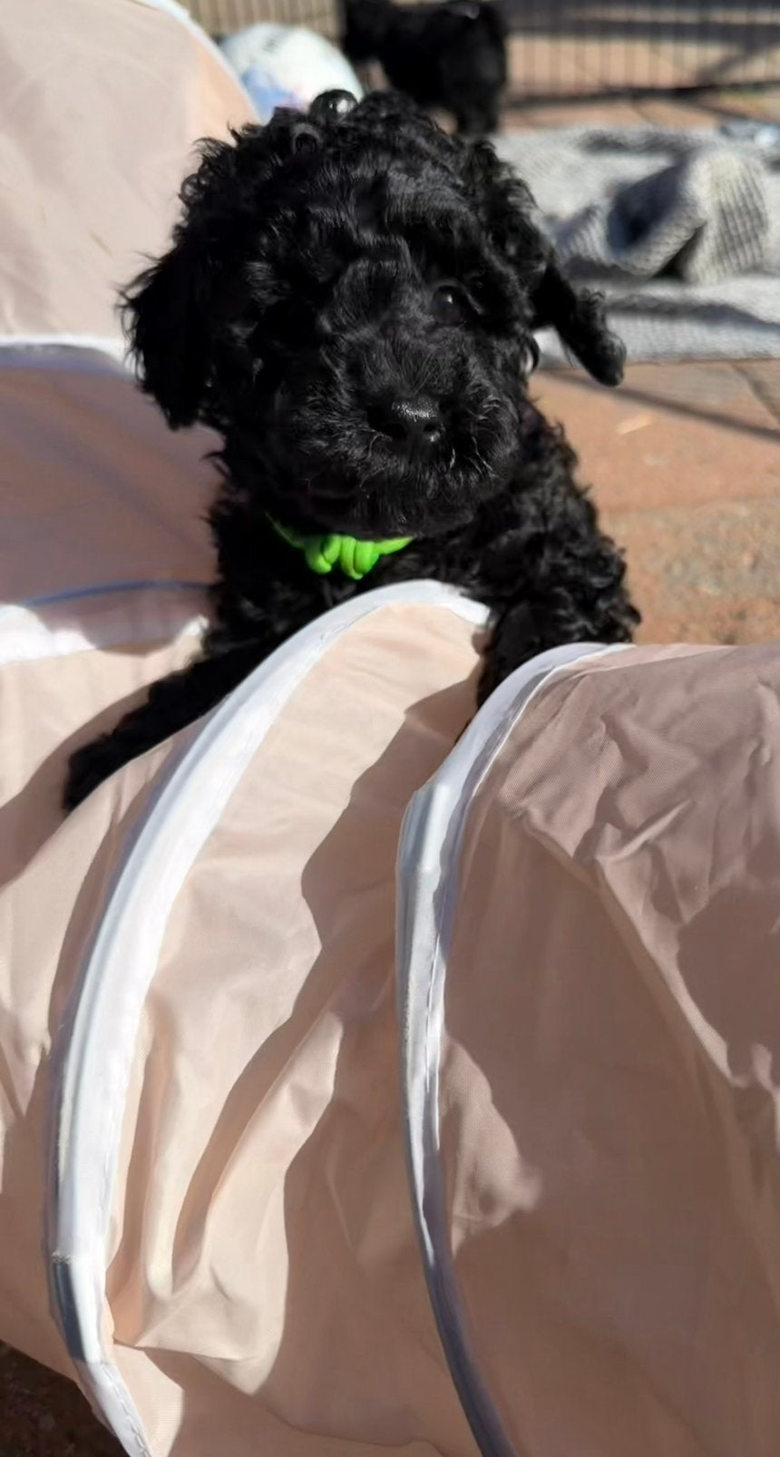 🐾🐻❤️ Mini Australian Labradoodle, mag verhuizen, CDV (hondenziekte), 8 tot 15 weken, Eén hond, Nederland