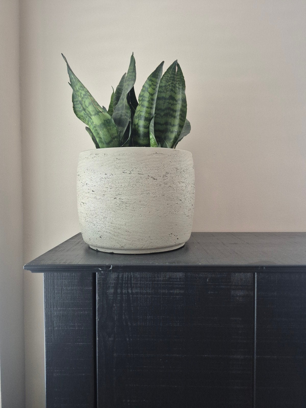 Serax pot met Sanseveria op hydro, Ophalen, Halfschaduw, Minder dan 100 cm