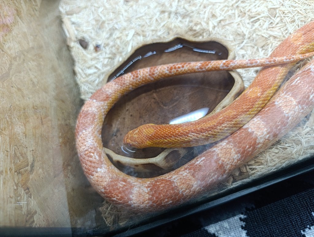 Rattenslang met terrarium Rat Snake photo 2