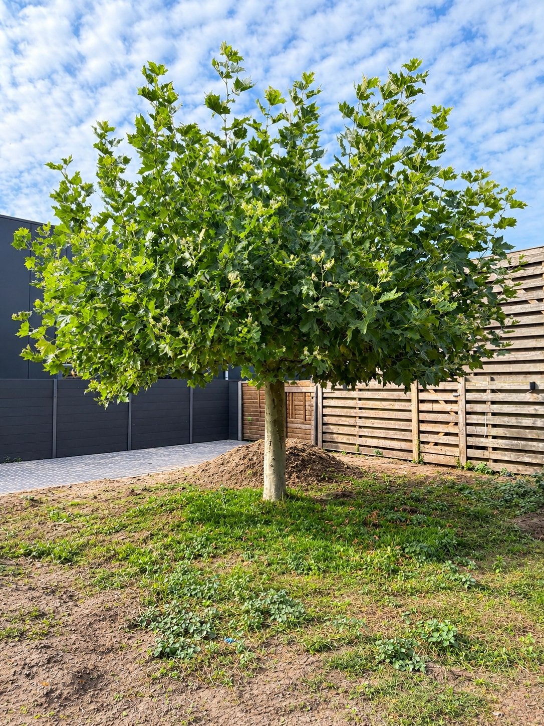 Prachtige Bolplataan - Ideaal voor elke tuin!, Bloeit niet, 250 tot 400 cm, Ophalen, Volle zon