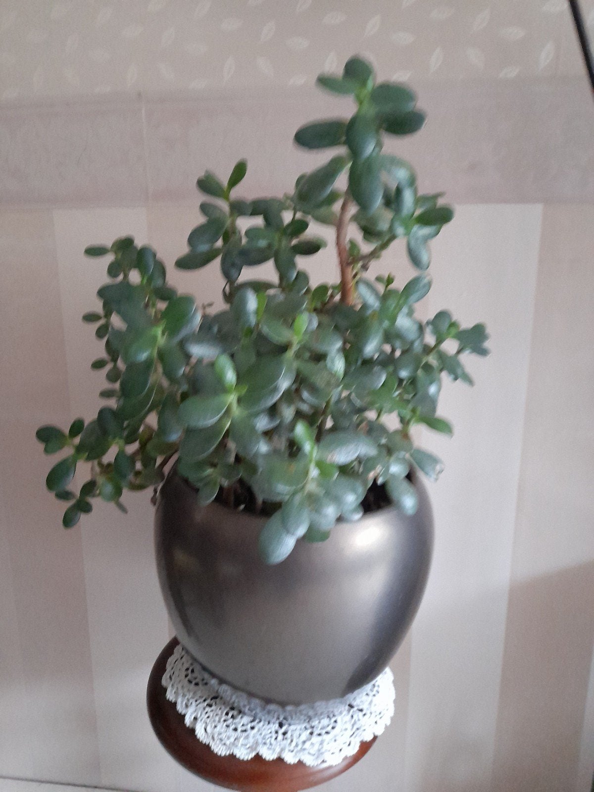 Mooie Vetplant in Pot - Crassula Ovata, Huis en Inrichting, Kamerplanten, Vetplant, In pot, Minder dan 100 cm, Groene kamerplant