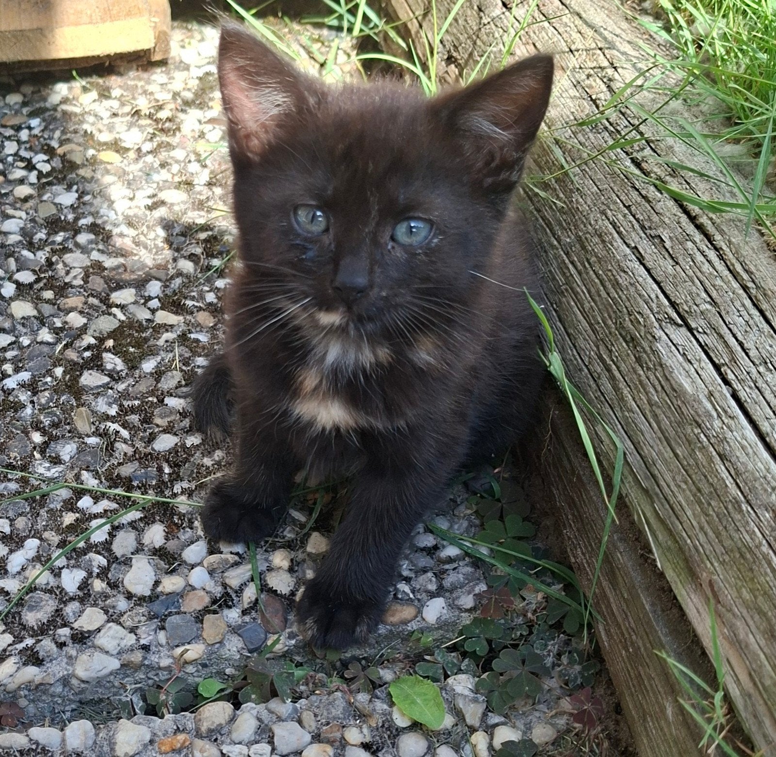 Halflangharige kittens, Dieren en Toebehoren, Katten en Kittens | Overige Katten, Poes