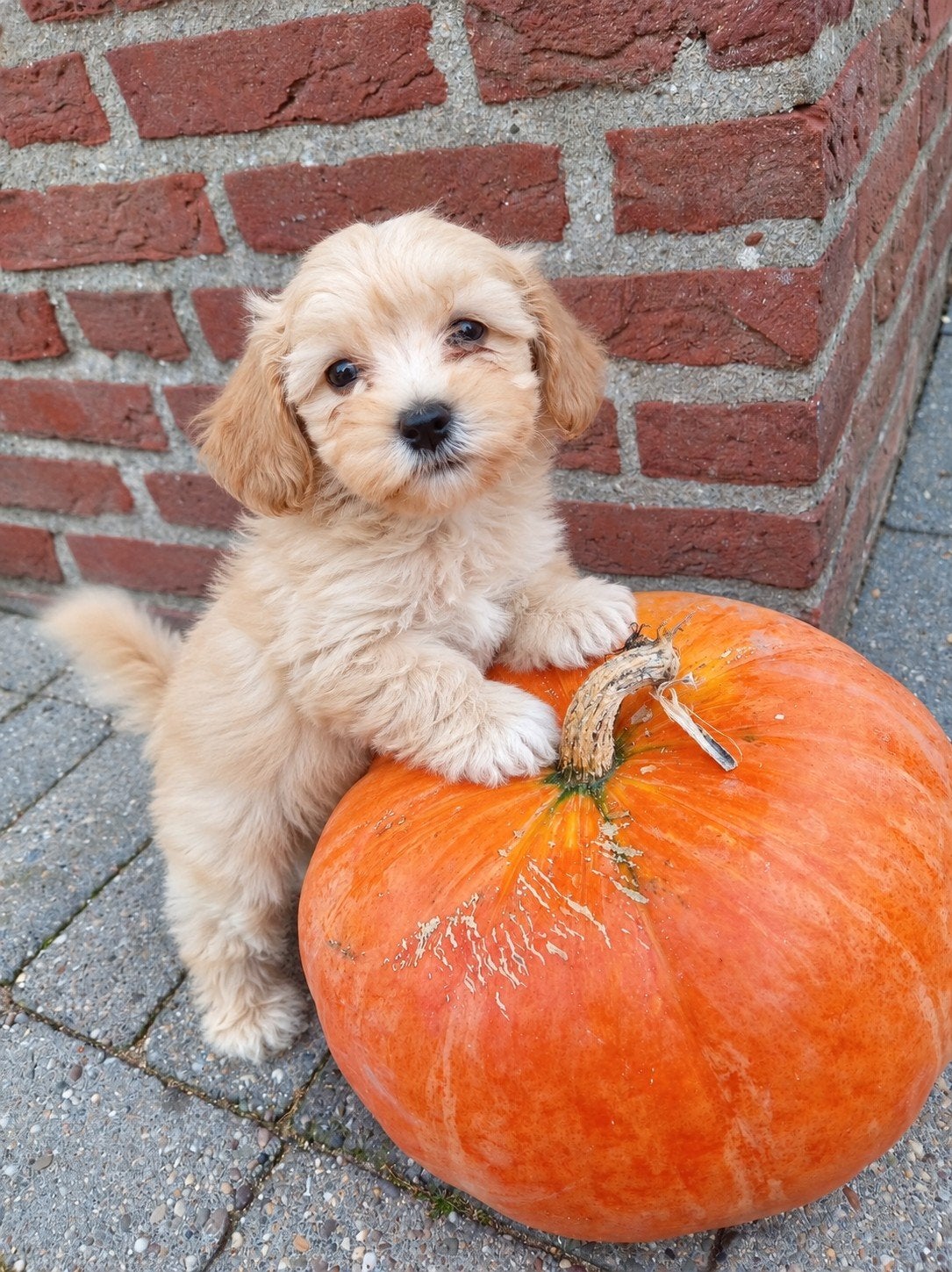 prachtige Maltipoo pups laatste reutje, Dieren en Toebehoren, Overige rassen, CDV (hondenziekte), 8 tot 15 weken, Meerdere