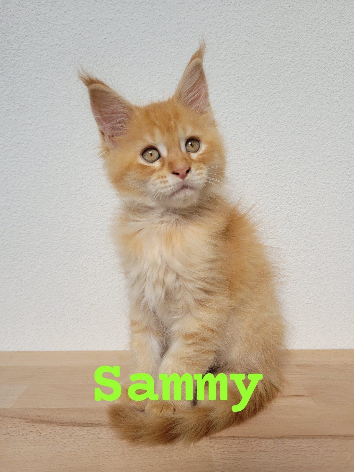 Laatste 2 Prachtige Maine coon kittens met Stamboom, Dieren en Toebehoren, Meerdere dieren, Met stamboom, 0 tot 2 jaar