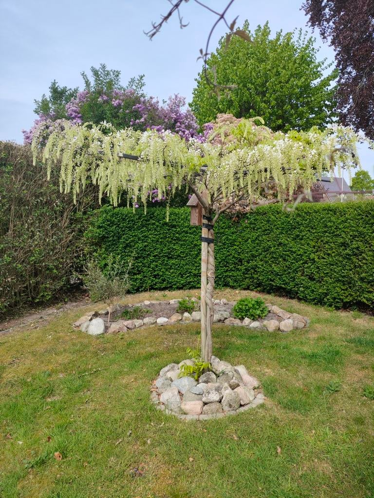 Witte Blauwe Regen Dakboom - 1.70m stamhoogte, vol in bloei, Tuin en Terras, Planten | Bomen, Lente, 100 tot 250 cm, Dakboom, Ophalen