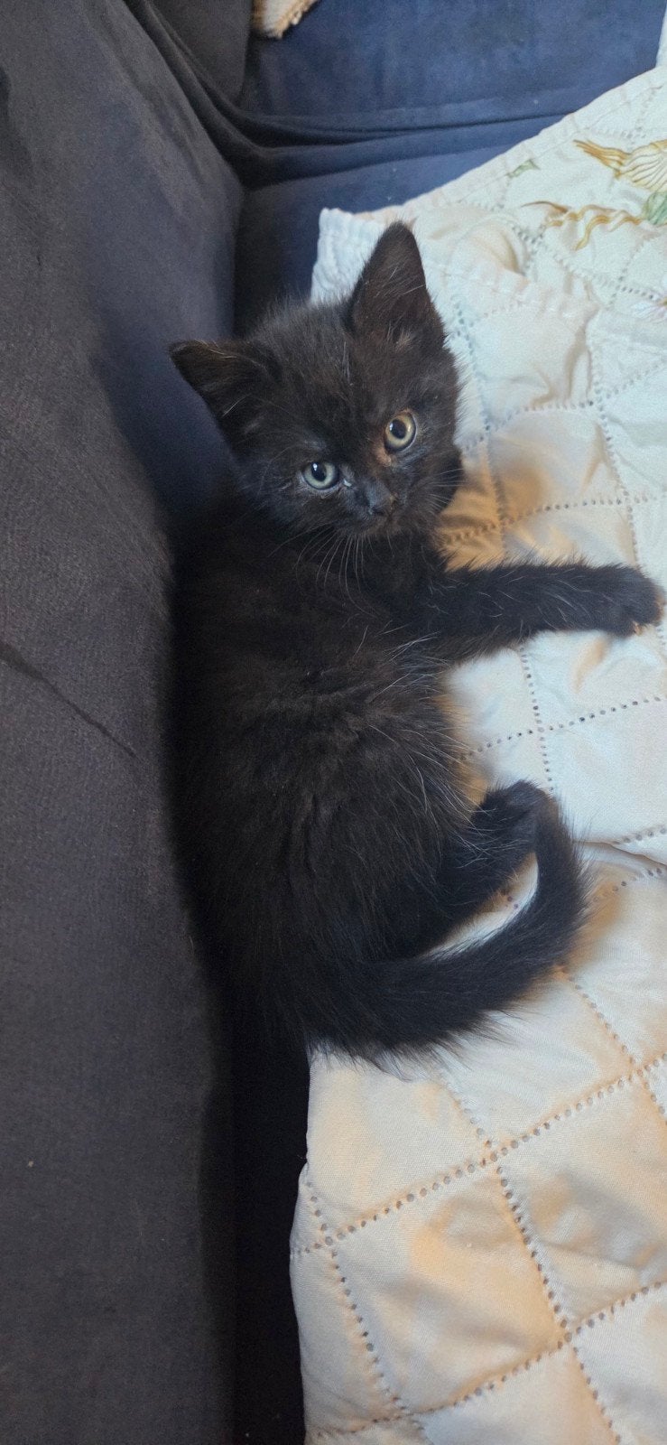 Lieve knuffelige britse korthaar kittens, Dieren en Toebehoren, Katten en Kittens | Raskatten | Korthaar, Kater, 0 tot 2 jaar
