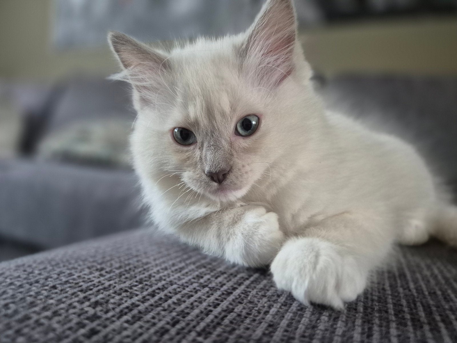 Ragdoll lilac point mitted katertje met stamboom, Dieren en Toebehoren, Kater, Met stamboom