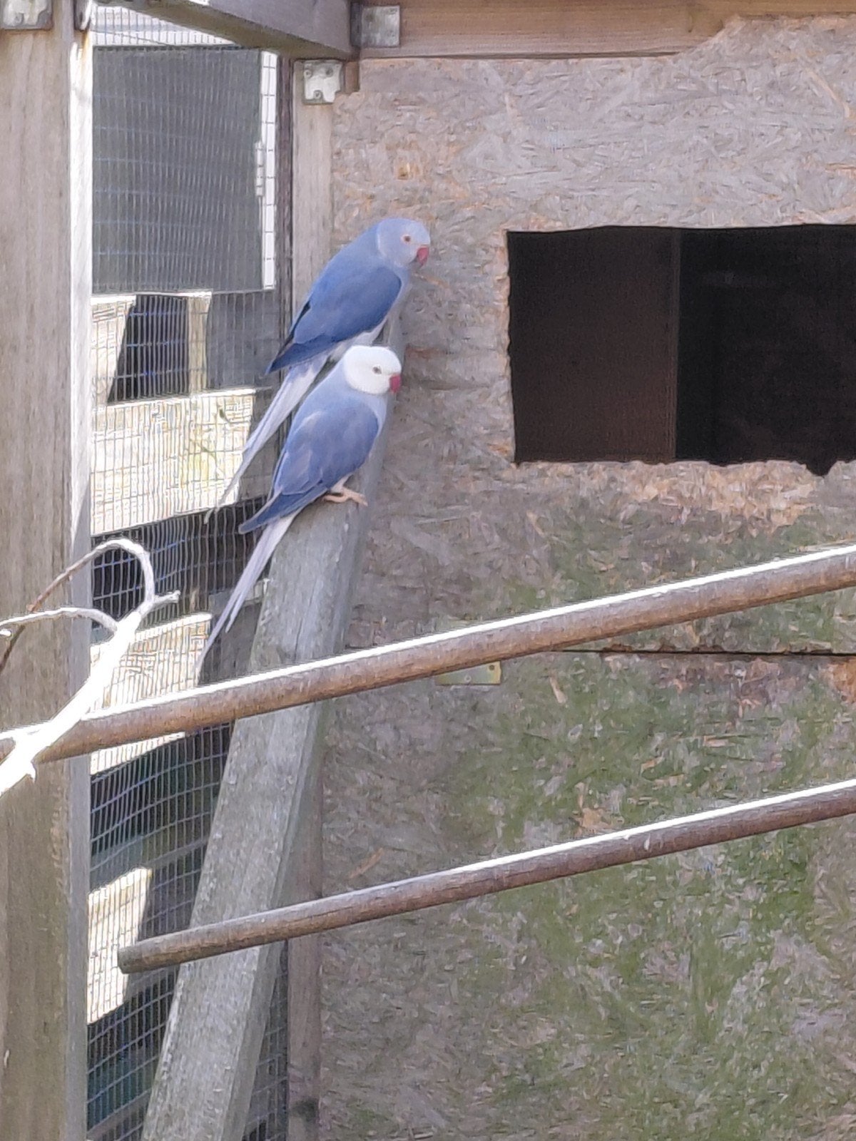 halsbandparkiet  wkwst, Dieren en Toebehoren, Meerdere dieren, Parkiet