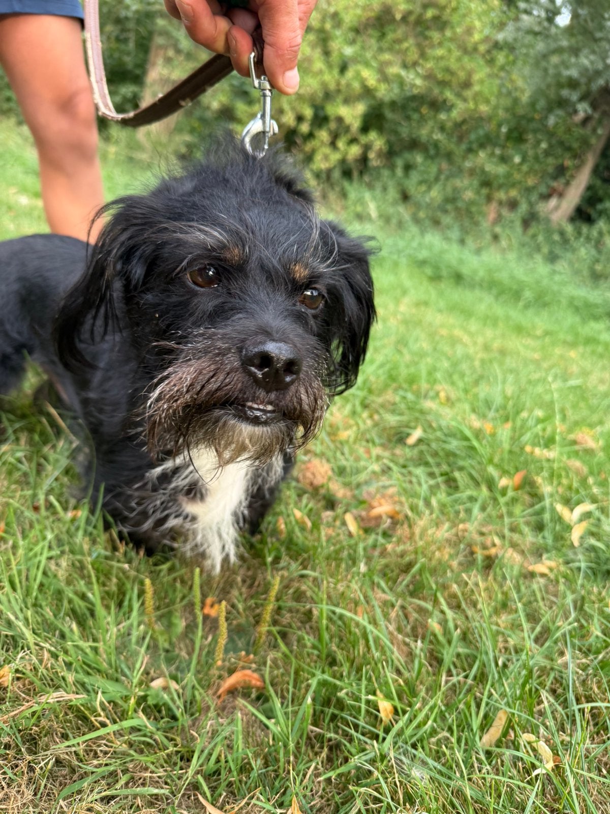 Warm mandje gezocht voor een lieve teckel reu van 5 jaar, Parvo, Reu, Eén hond, 3 tot 5 jaar