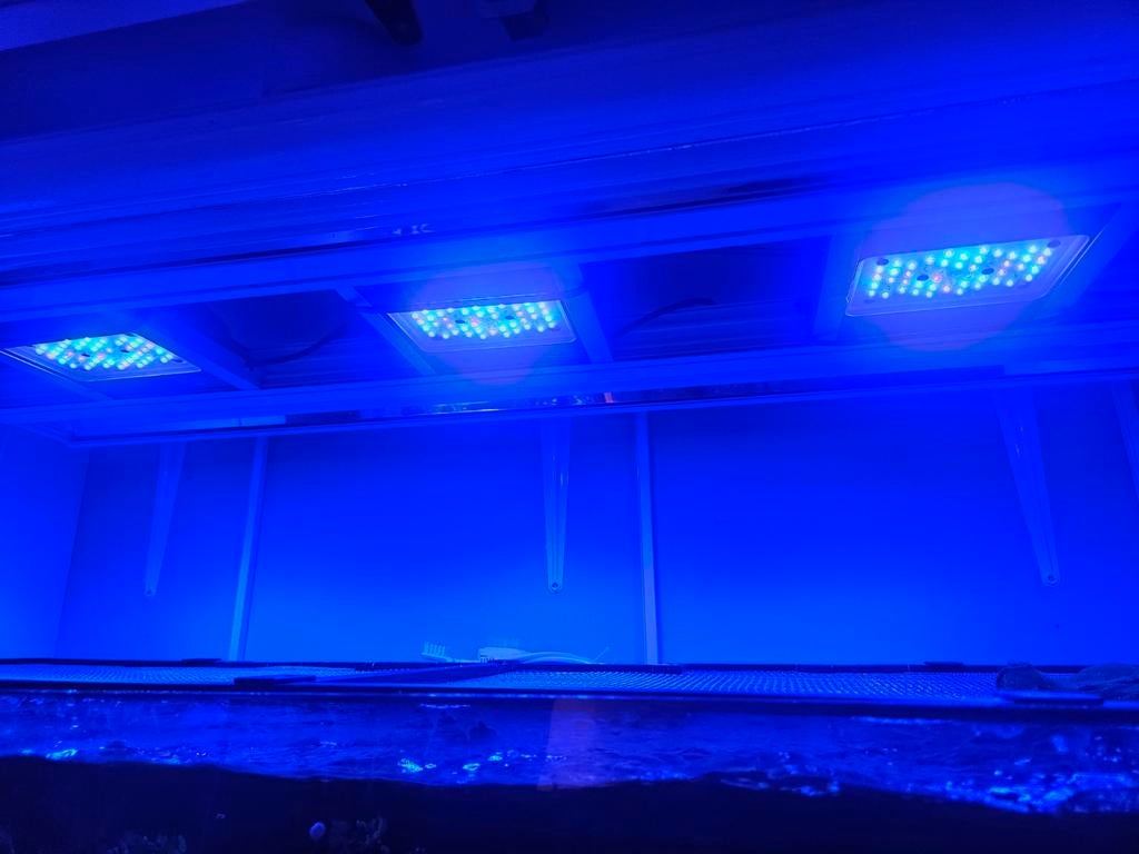Radion ecotech  xr15 blue g5 zeeaquarium  verlichting, Dieren en Toebehoren, Ophalen, Zo goed als nieuw, Verlichting of Verwarming