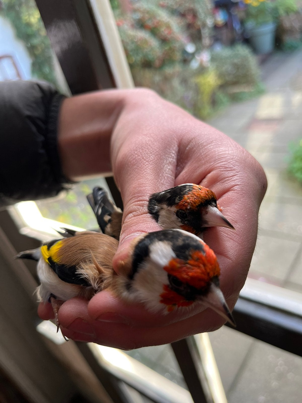 Koppel Putters 2023-Man 2024 Pop Geringd., Dieren en Toebehoren, Meerdere dieren, Wildzangvogel, Geringd