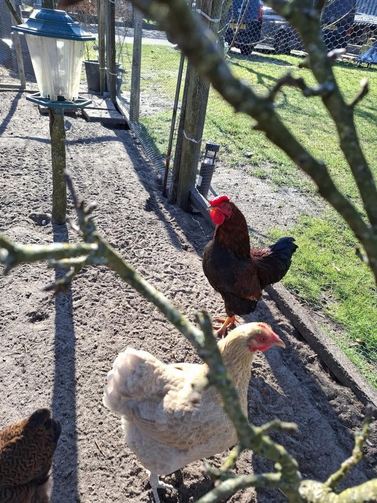 Haan zoekt nieuwe thuis, Dieren en Toebehoren, Mannelijk, Kip