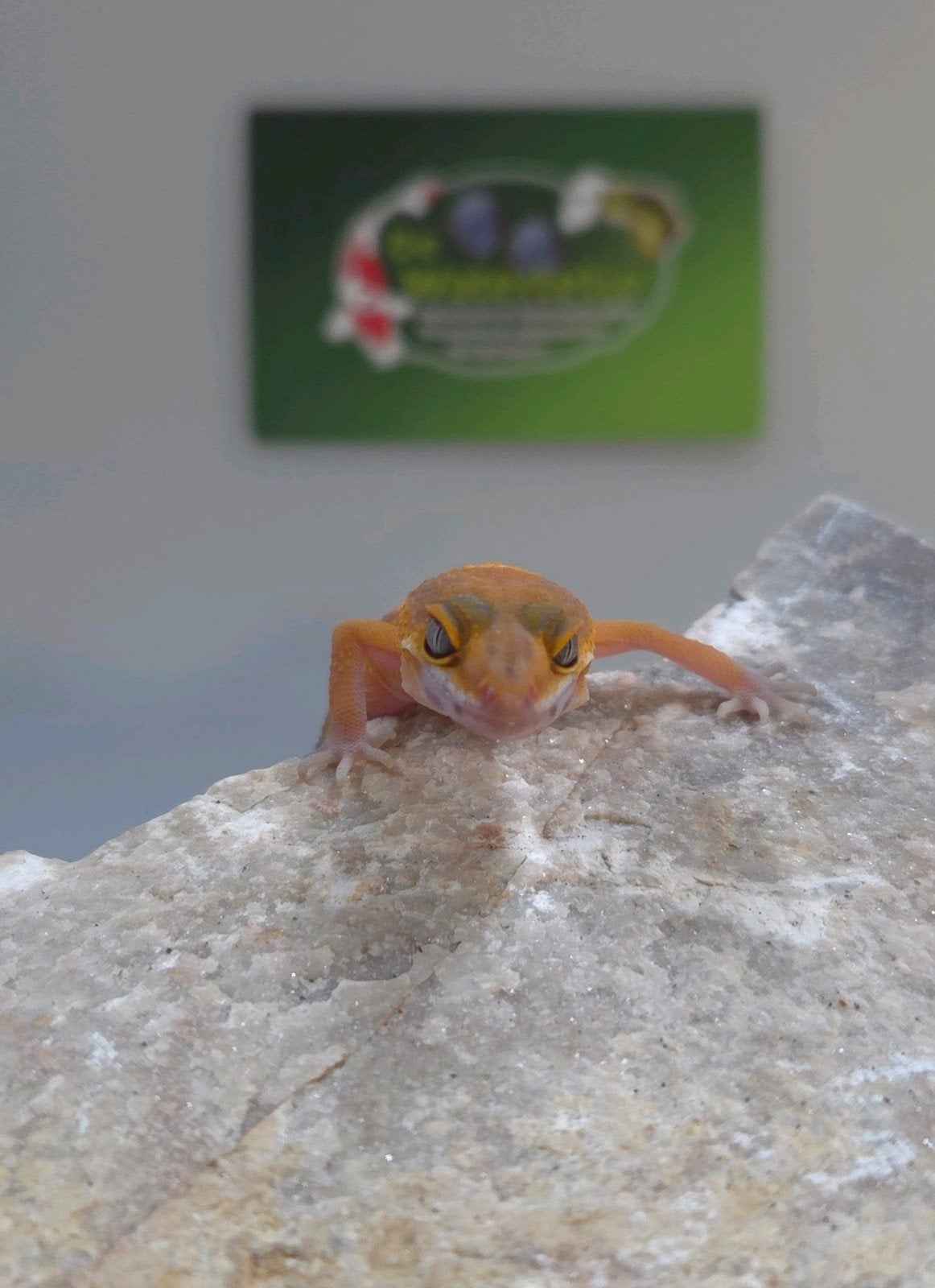 Luipaardgekko Leopard Gecko photo 4
