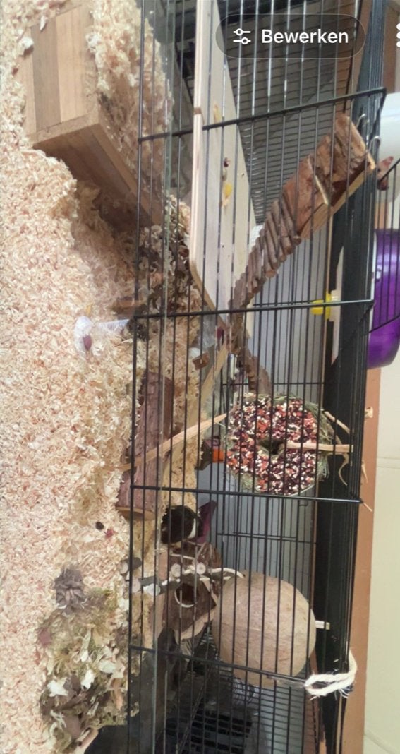 Glazen hamster kooi, Minder dan 60 cm, Kooi, Ophalen of Verzenden, Zo goed als nieuw