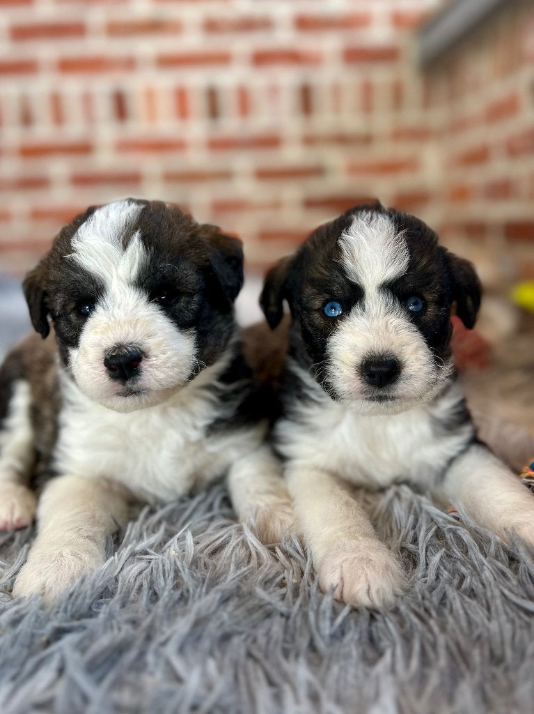 Prachtig husky X poedel pups, Poedel, België, Particulier, CDV (hondenziekte)