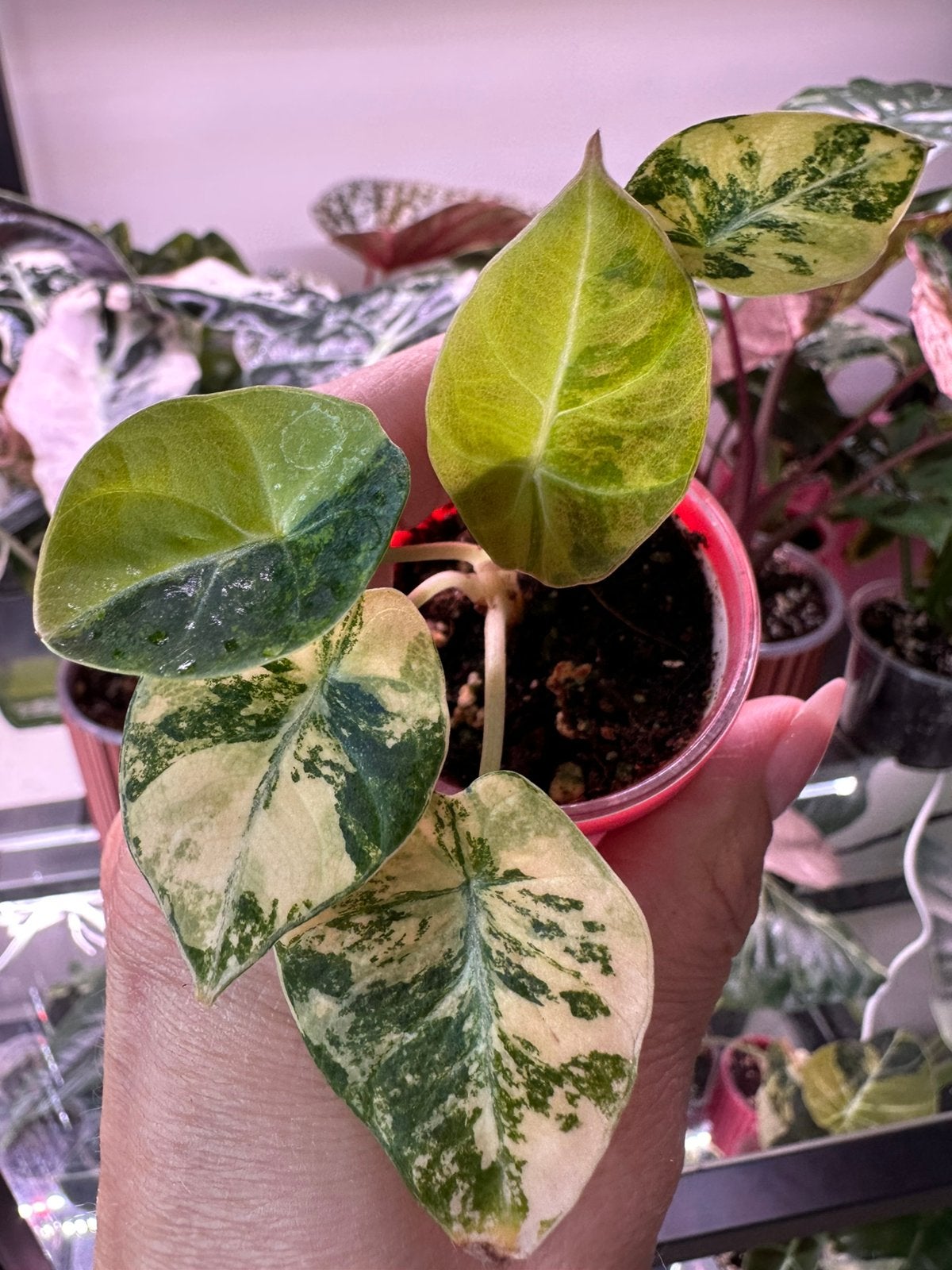 Alocasia black velvet aurea variegata, Ophalen of Verzenden, Halfschaduw, Minder dan 100 cm