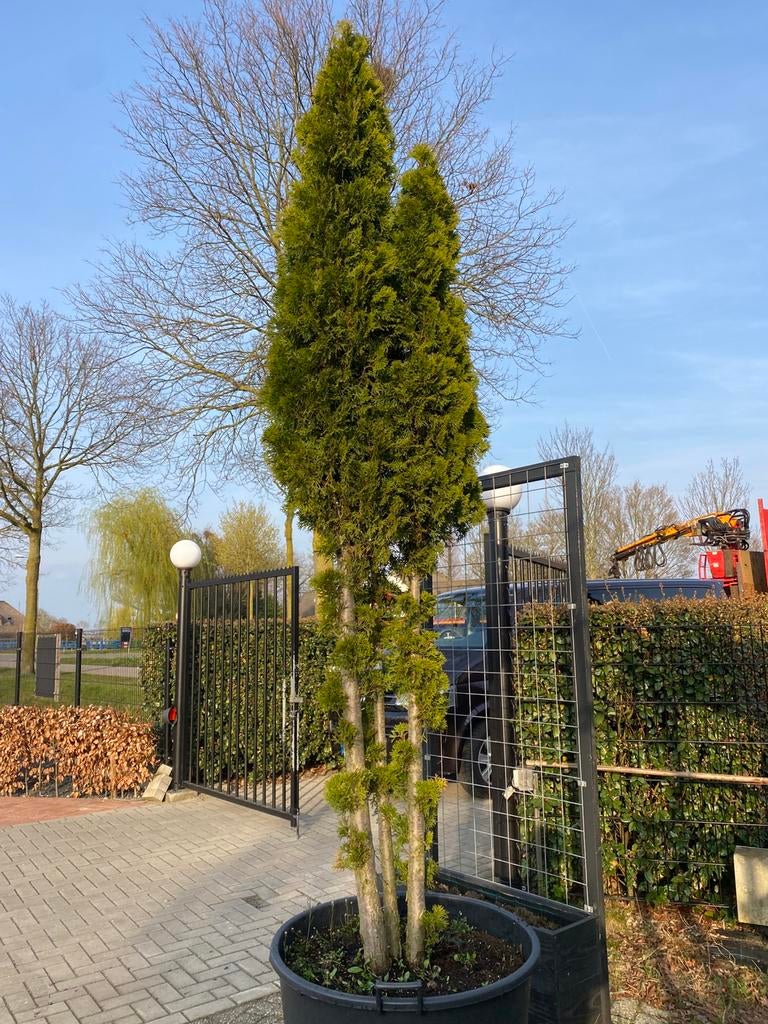 Thuja snaragd meerstam 300 cm hoog €199,00