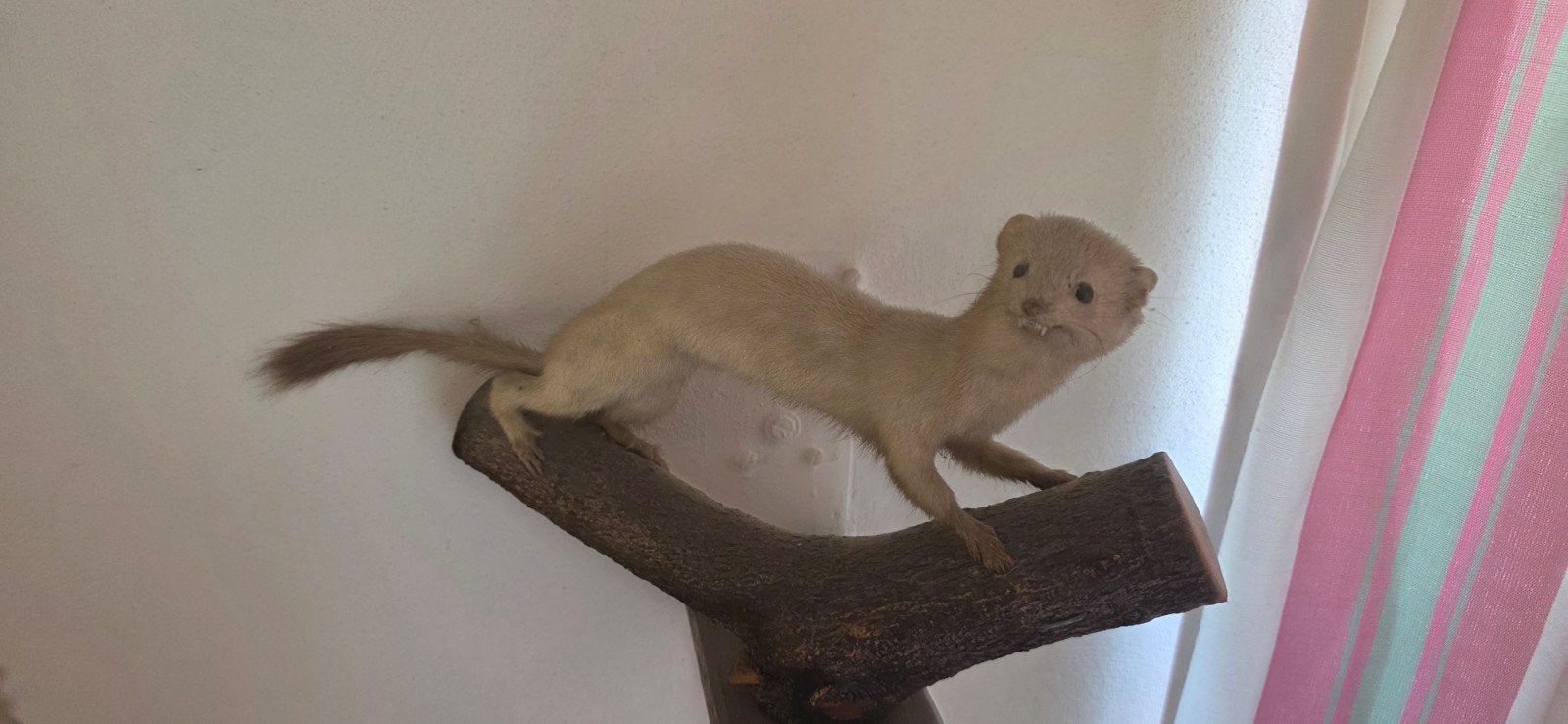 Opgezette wezel / hermelijn op tak – taxidermie, Ophalen of Verzenden, Gebruikt, Vogel, Opgezet dier