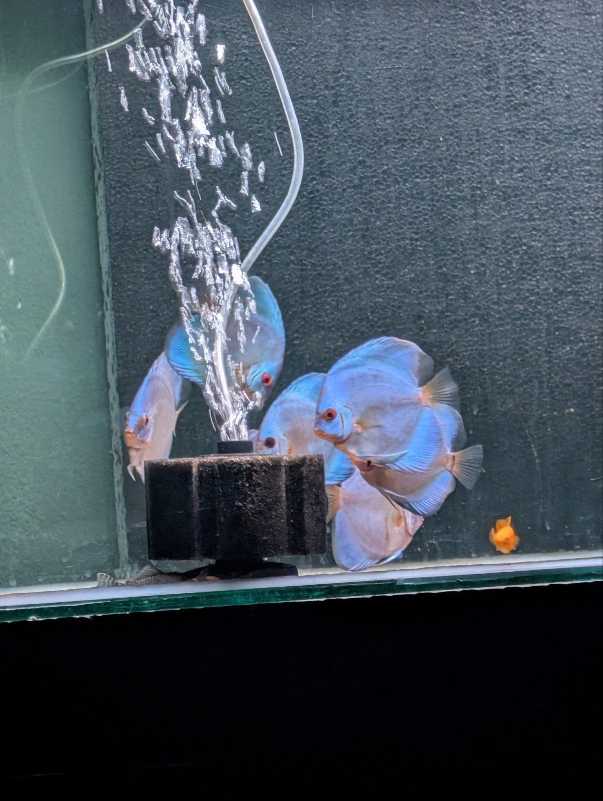12 x blue diamond discus waaronder 1 jumbo, Dieren en Toebehoren, Vissen | Aquaria en Toebehoren, Ophalen