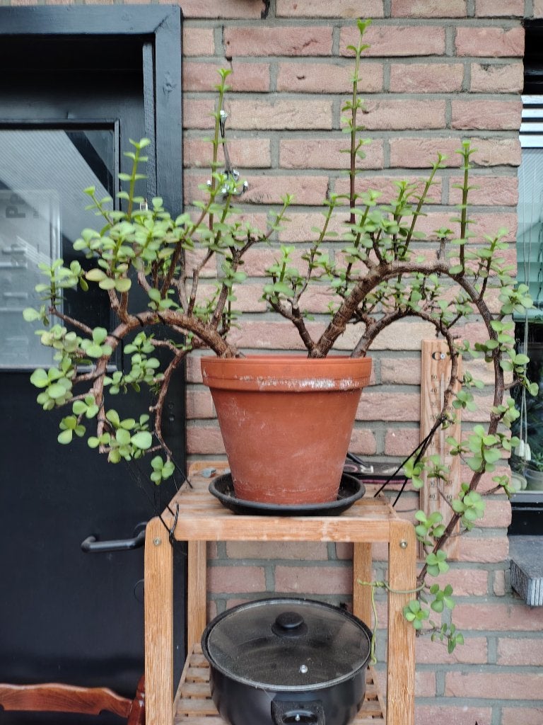 Portulacaria afra,4 plantjes in pot, Ophalen, Vetplant, In pot, Minder dan 100 cm