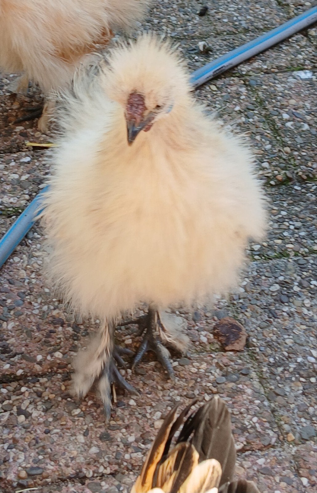 Prachtig, Dieren en Toebehoren, Pluimvee, Mannelijk, Kip