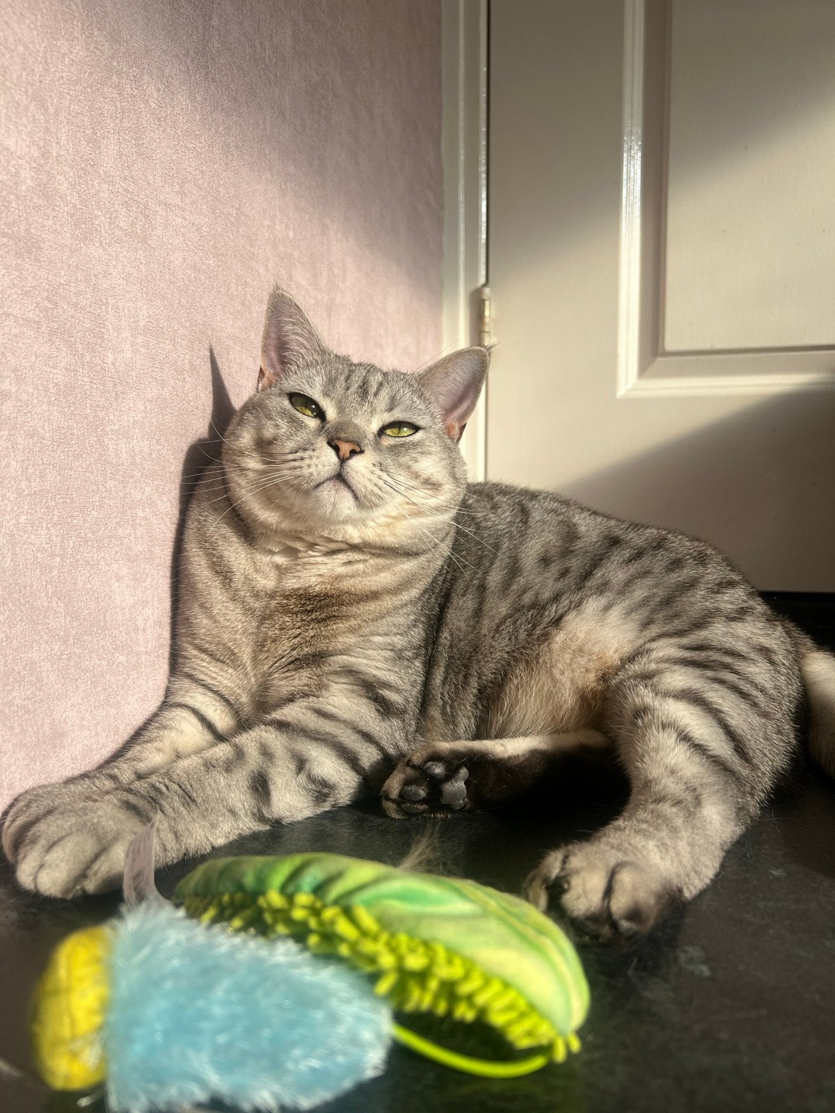 De allerliefste knuffel Brits Korthaar herplaatsing❤️, Poes, Kortharig, 3 tot 5 jaar