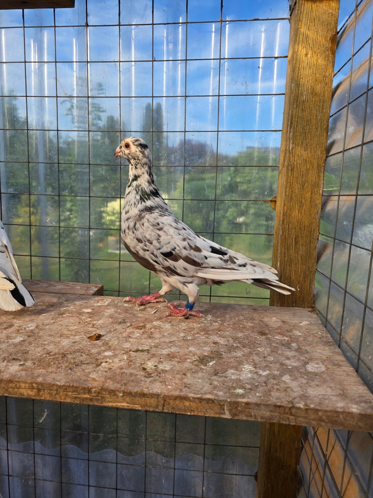 Stipper postduiven duiven te koop, Dieren en Toebehoren, Vogels | Duiven, Meerdere dieren, Postduif