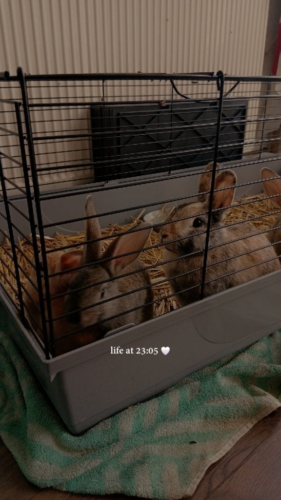 Baby konijnen, Dieren en Toebehoren, Konijnen, Meerdere dieren, Klein, 0 tot 2 jaar