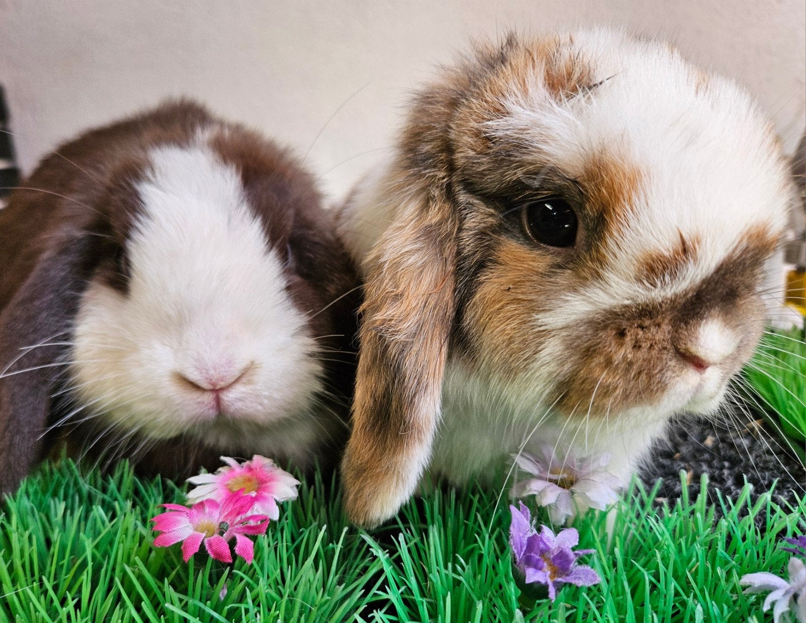 Super leuk koppel minilops jong, Dieren en Toebehoren, Konijnen, Meerdere dieren, Groot