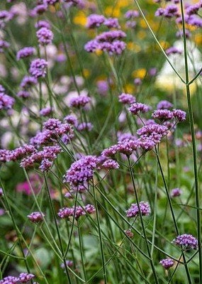 Verbena bonariensis – IJzerhard – Bloeiende vaste planten, Volle zon, Vaste plant, Zomer, Ophalen