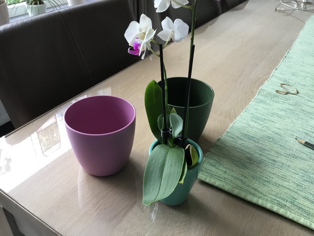 GEZOCHT….doorzichtige plantenpotjes voor orchidee, Tuin en Terras, Ophalen of Verzenden, Rond, Minder dan 25 cm, Minder dan 40 cm