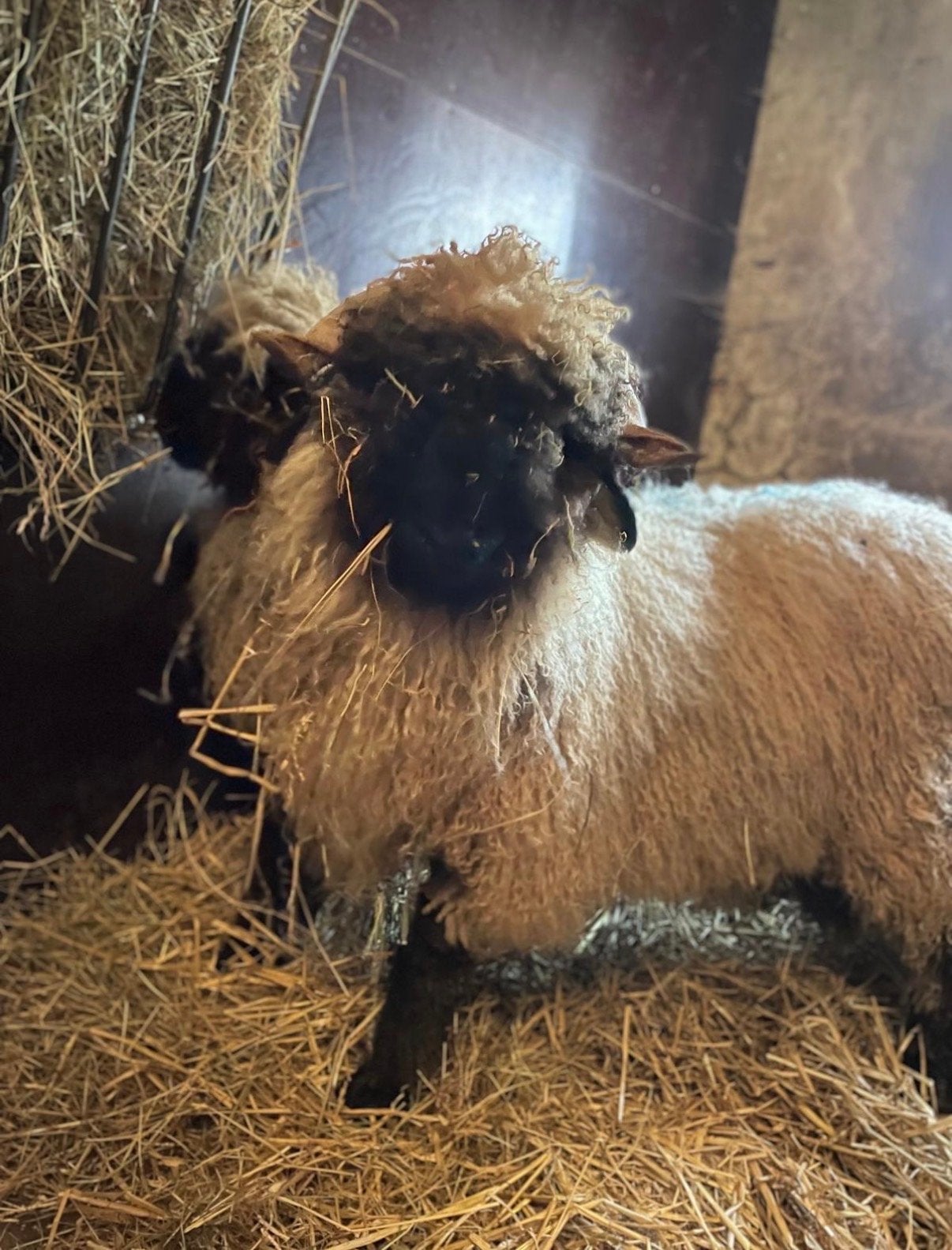Twee Super lieve rammen Walliser Schwarznase-schaap, Mannelijk, Schaap, 0 tot 2 jaar