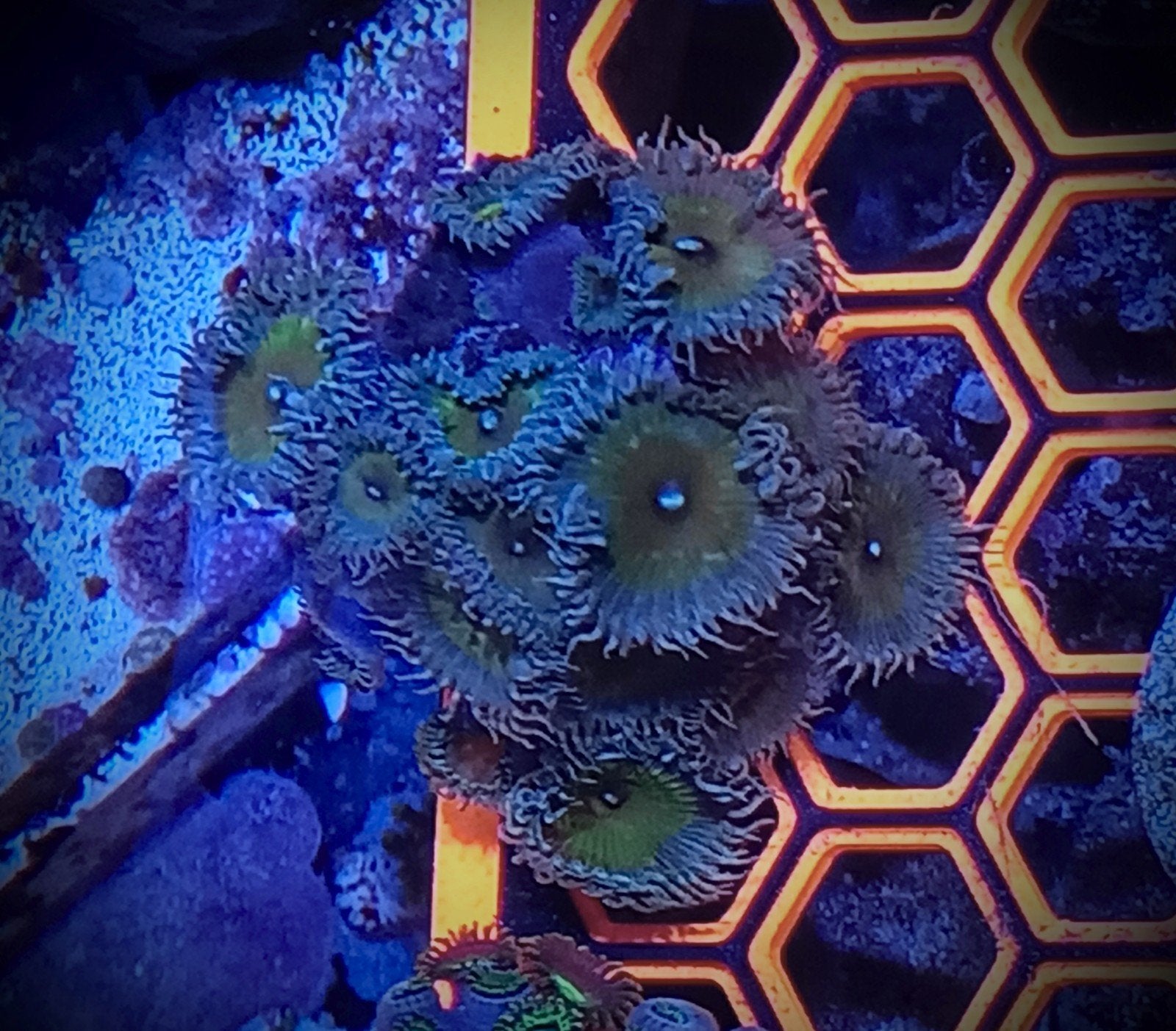 WYSIWYG Captain jerks zoanthids, Vis, Zoutwatervis