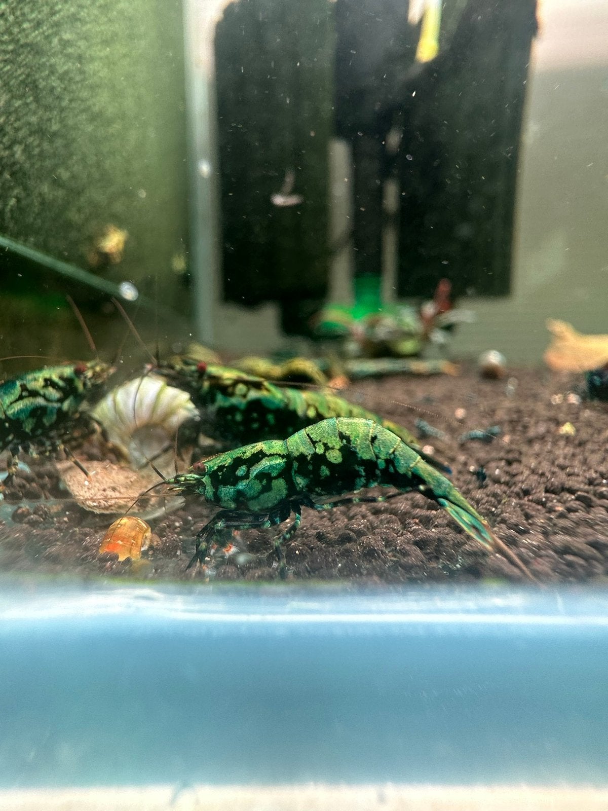Metallic blue boa 100% orginal vin line garnalen!, Dieren en Toebehoren, Vissen | Aquariumvissen, Vis