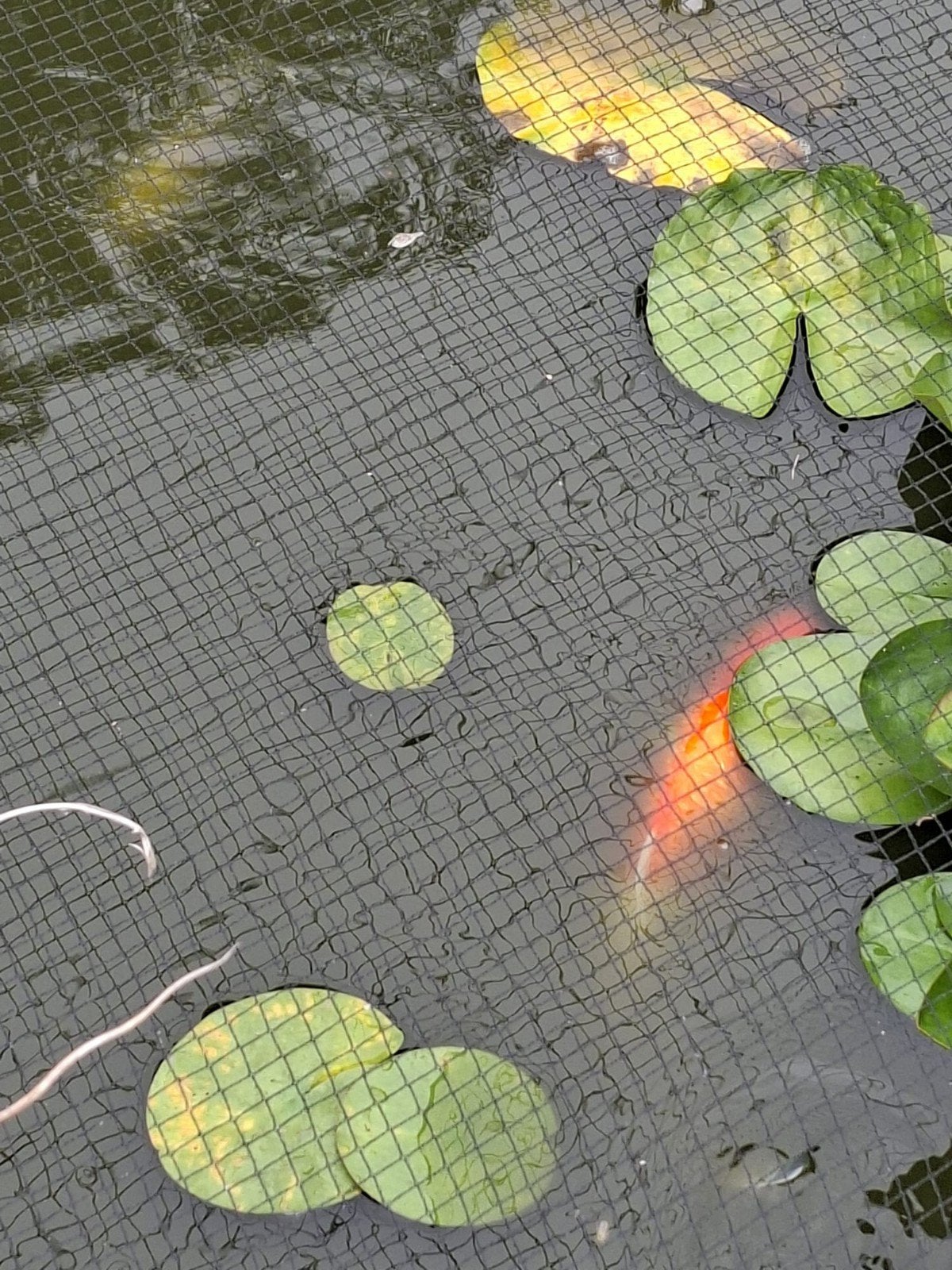 Koi karpers, Ophalen