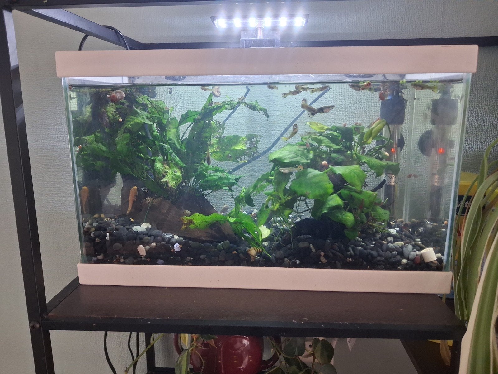 40 cm compleet aquarium, Dieren en Toebehoren, Ophalen, Zo goed als nieuw, Gevuld zoetwateraquarium