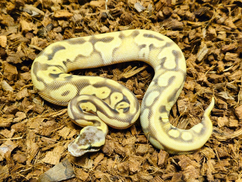 Pastel Mojave Enchi het Desert Ghost Koningspython vrouwtje, Dieren en Toebehoren, Slang, 0 tot 2 jaar