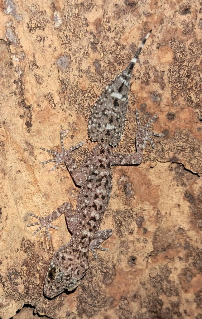 0.0.1 Mount Elliot Bladstaartgekko (Phyllurus amnicola), Dieren en Toebehoren, Reptielen en Amfibieën, Hagedis, 0 tot 2 jaar