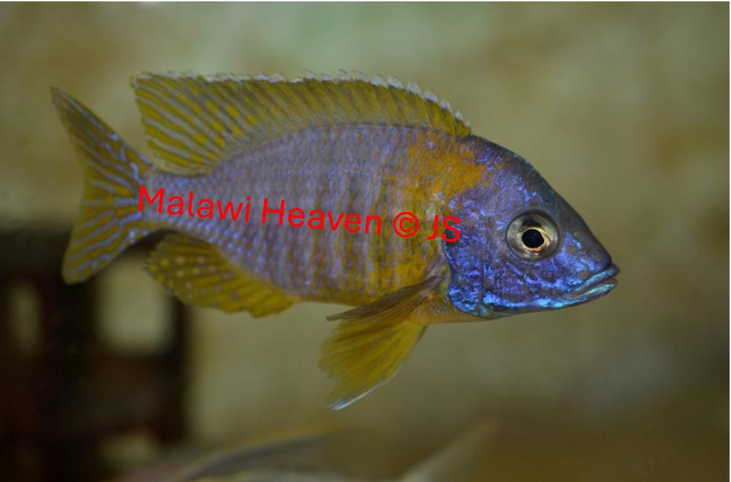 Aulonocara Kornelia Malawi Cichliden, Dieren en Toebehoren, Vissen | Aquariumvissen, Vis, Zoetwatervis, Schoolvis