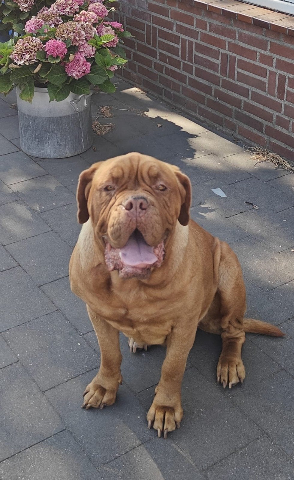 Bordeauxdog, Dieren en Toebehoren, België, Particulier, Teef, Parvo