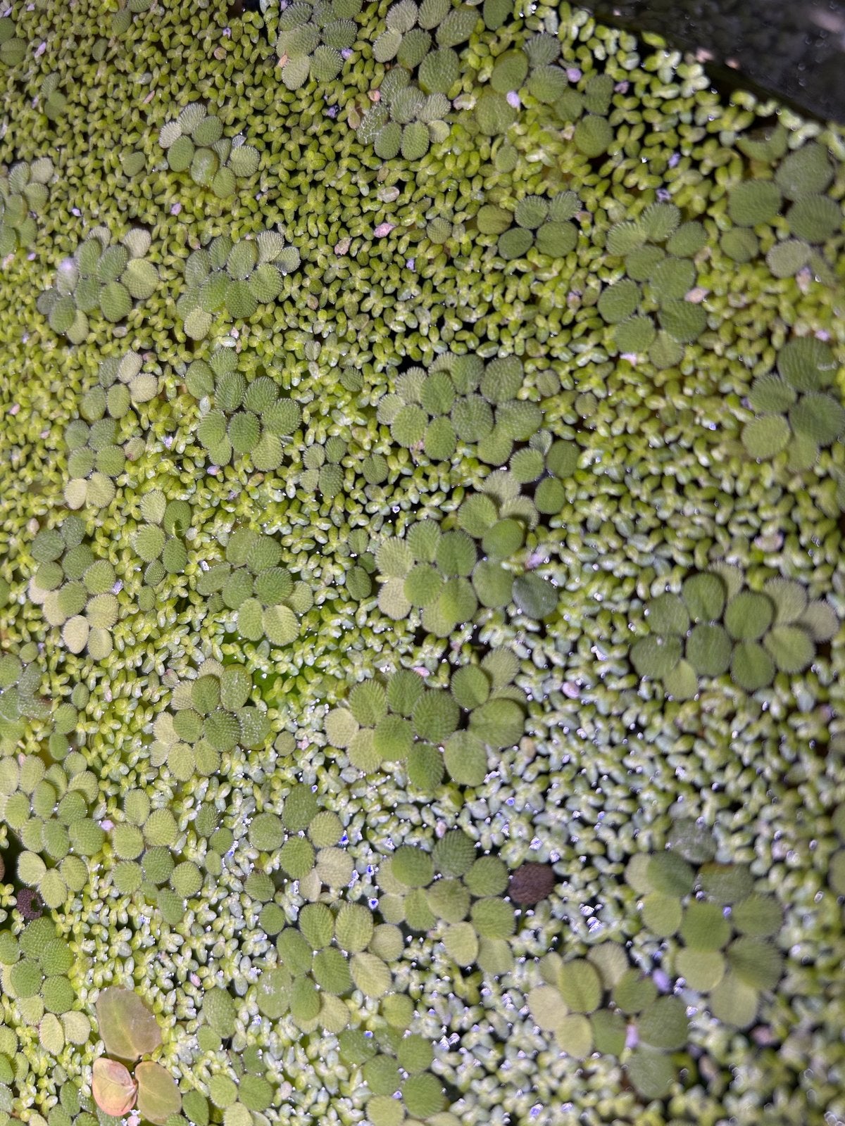Aquarium drijf plantjes, Inclusief planten, Plant(en), Steen of Hout, Nieuw, Overige merken