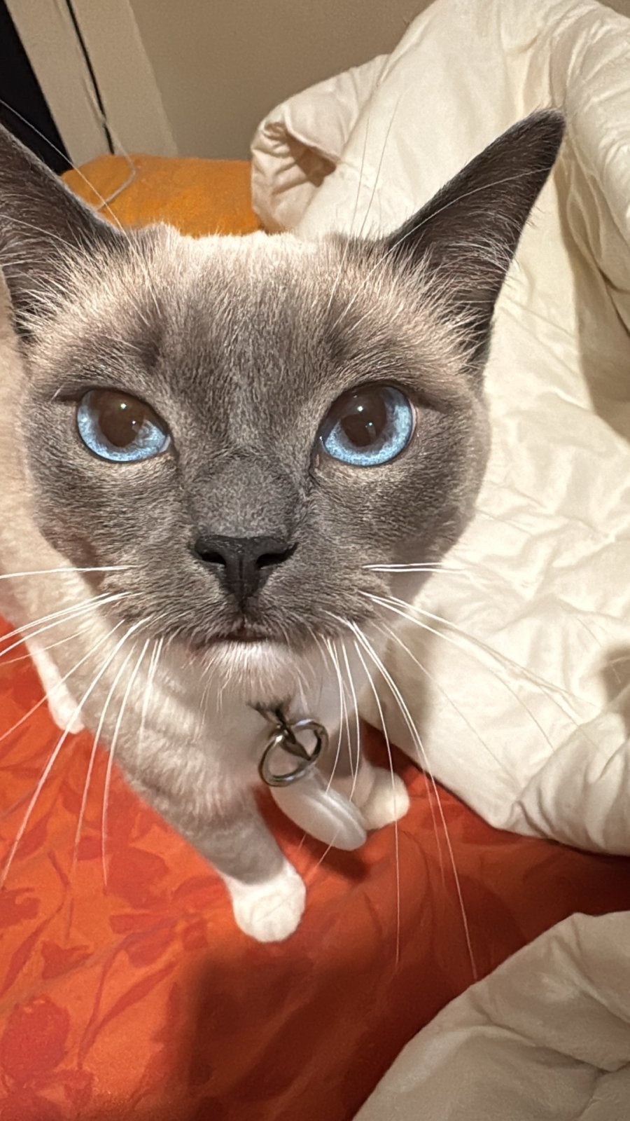 Siamees poes 3jaar, Dieren en Toebehoren, Poes, 3 tot 5 jaar