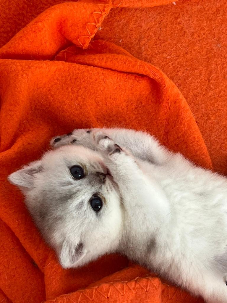 Te koop raszuivere britse korthaar kittens, Meerdere dieren, Gechipt, 0 tot 2 jaar