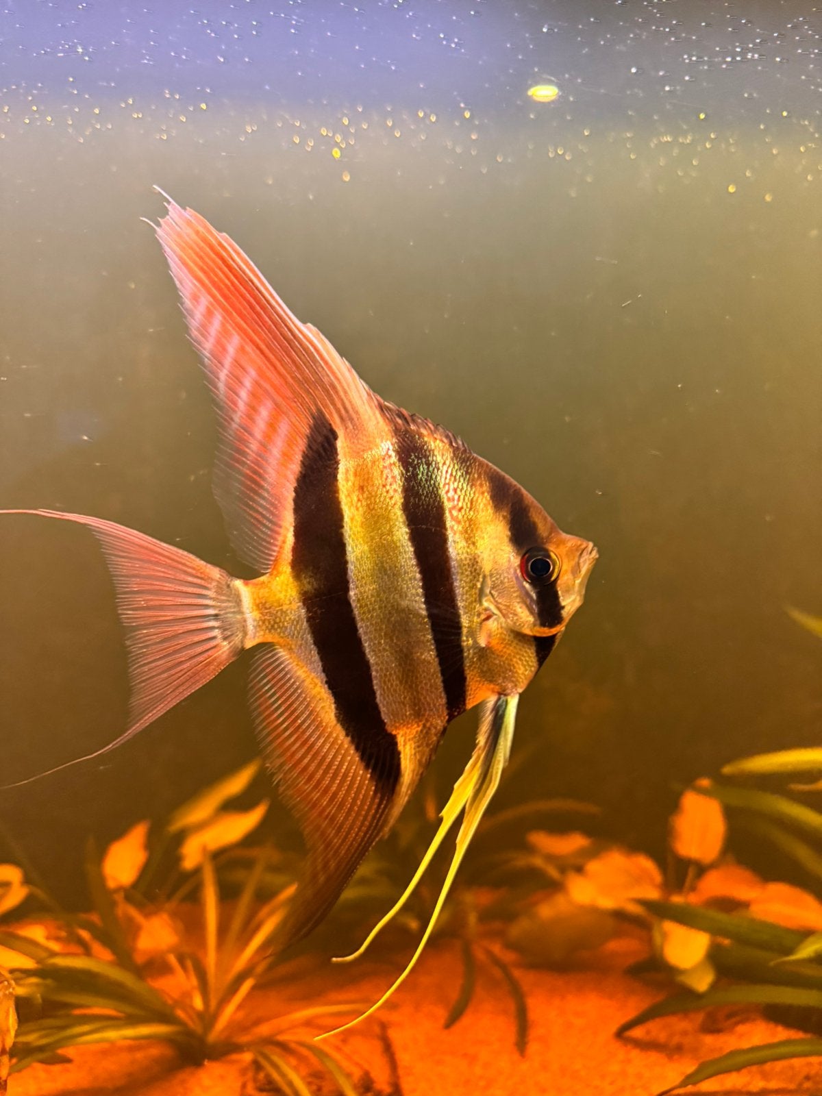 Pterophyllum Altum Orinoco rio orinoco Altums 3 stuks! 25cm!, Vis, Zoetwatervis, Schoolvis