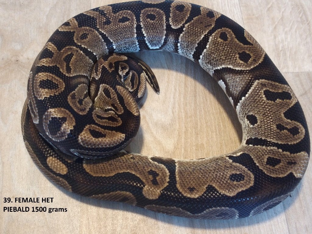 Koningspythons halfwas en volwassen kweekdieren deel 2 Ball Python photo 15