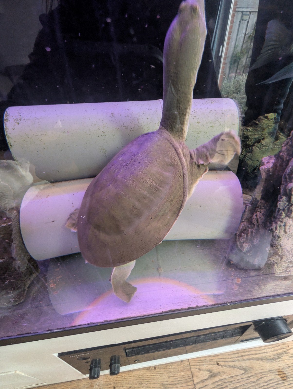 Chinese Softshell Turtle Turtle photo 4