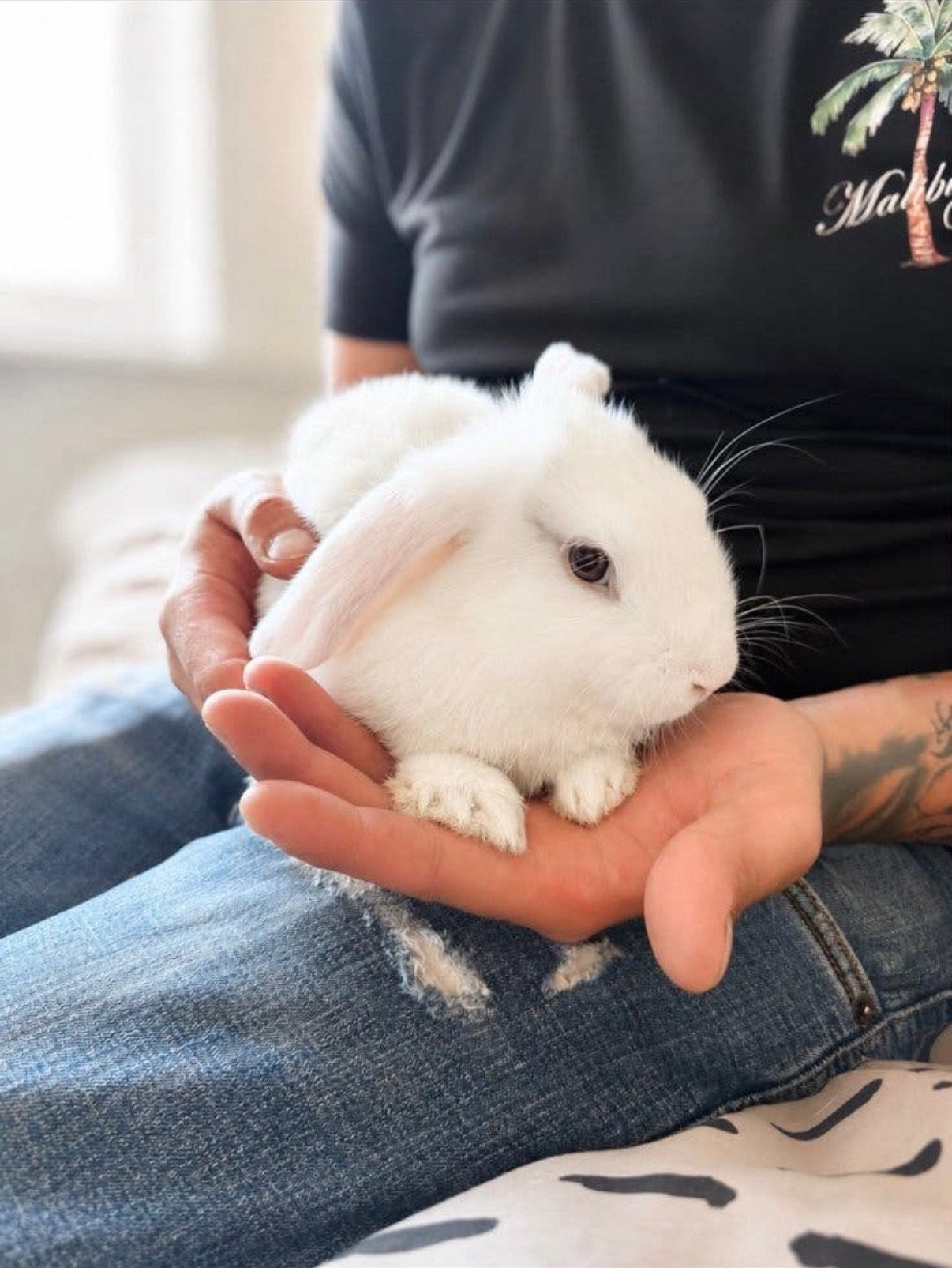 Dwerg konijnen, Mei, Meerdere dieren, Overige typen, Tam