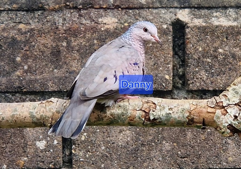 Musduifjes (Columbina Passerina), Dieren en Toebehoren, Meerdere dieren, Tropenvogel, Geringd