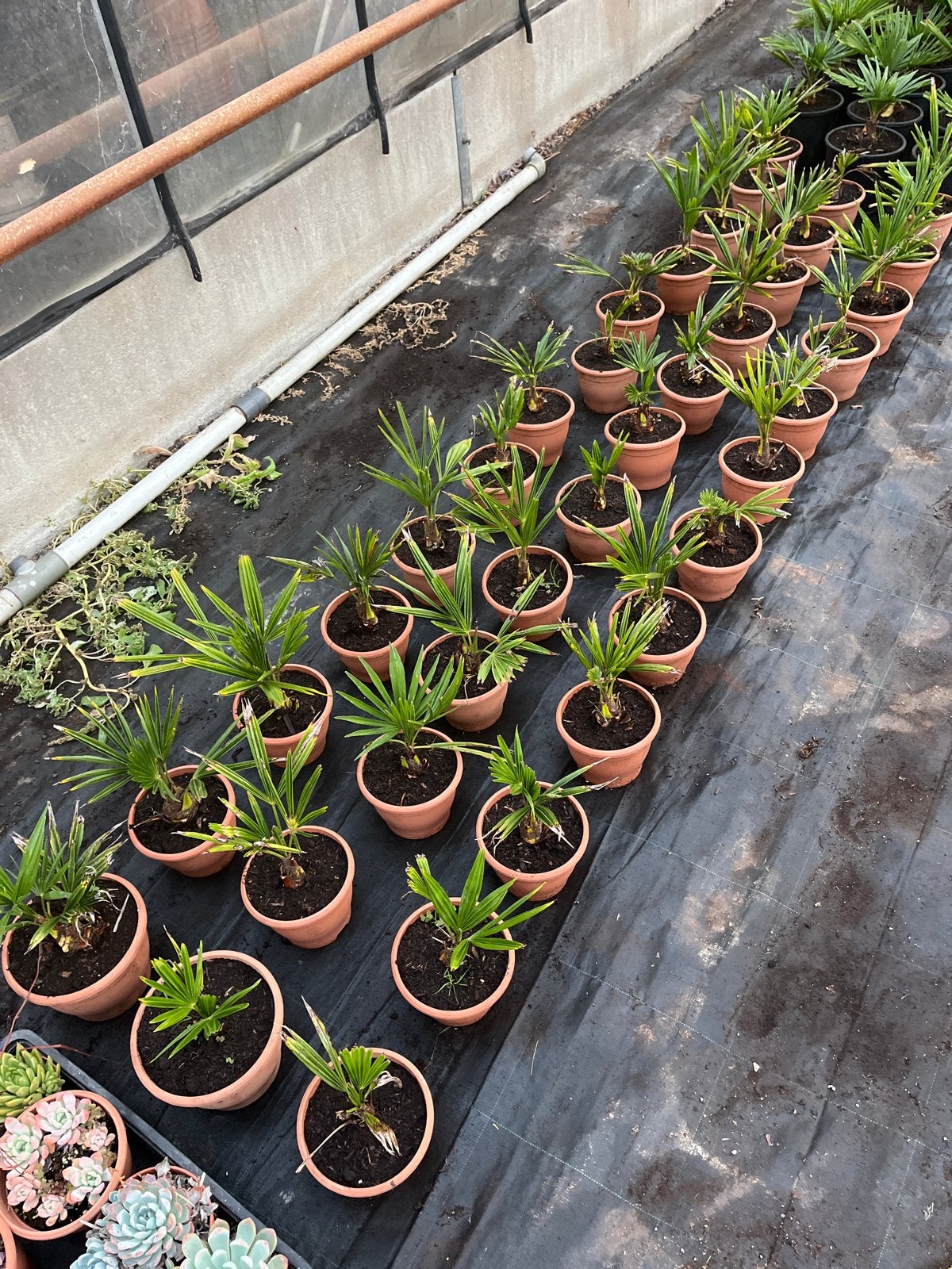 Merk palmen - Trachycarpus fortunei, Tuin en Terras, Volle zon, Vaste plant, Bloeit niet, Ophalen