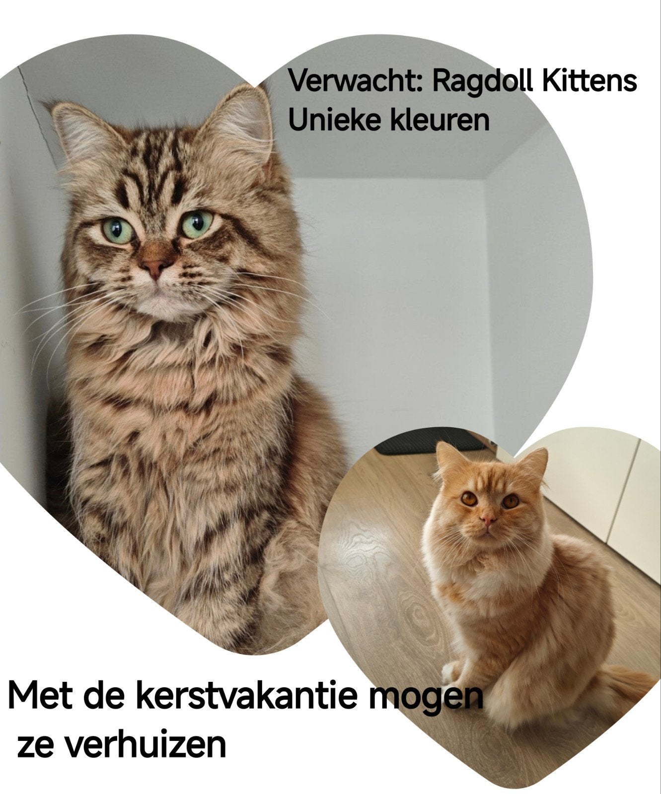 Ragdoll kittens verwacht. Uniek. Cinnamon Tabby+Cream Red, Meerdere dieren, Ontwormd, 0 tot 2 jaar
